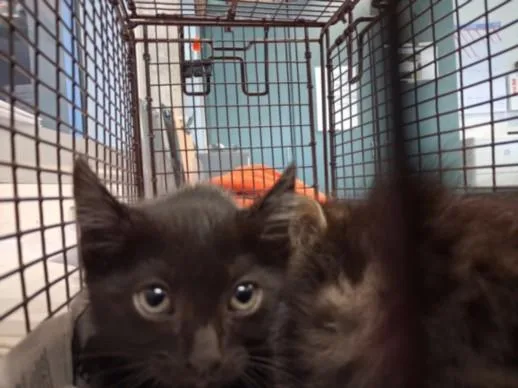 A baby small-sized female Domestic Short Hair cat named Simba for adoption in Chatsworth, CA