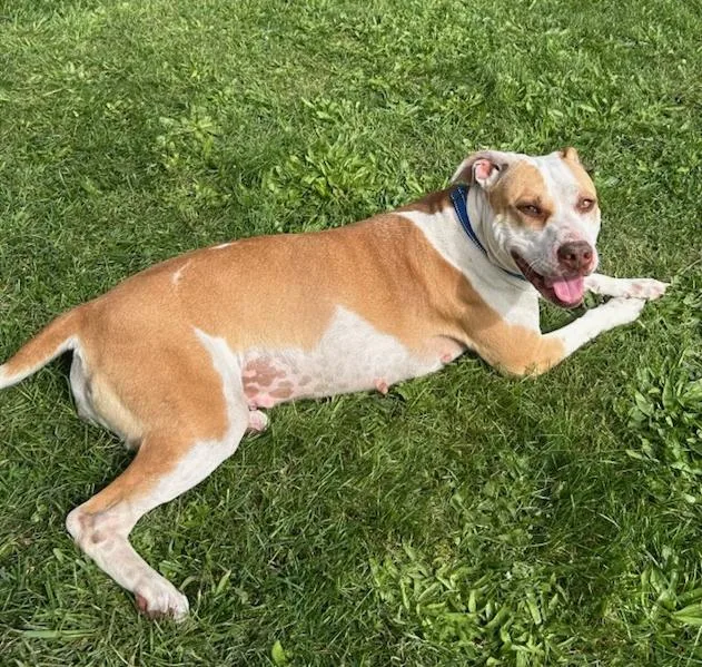 An adult large-sized female Pit Bull Terrier dog named Daisy for adoption in Traverse City, MI