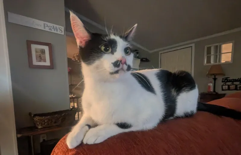 An adult medium-sized female Black & White / Tuxedo Domestic Short Hair cat named Rumble for adoption in fennville, MI