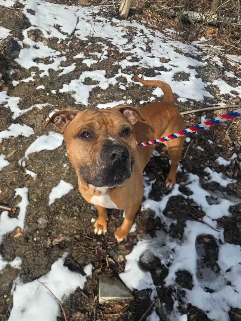 An adult large-sized male Brown / Chocolate Bullmastiff dog named Prince for adoption in Paris, ME
