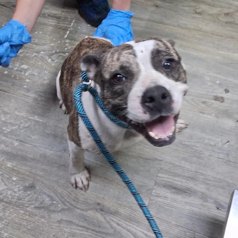 An adult medium-sized female Mixed Breed dog named MoMo for adoption in Summerville, SC