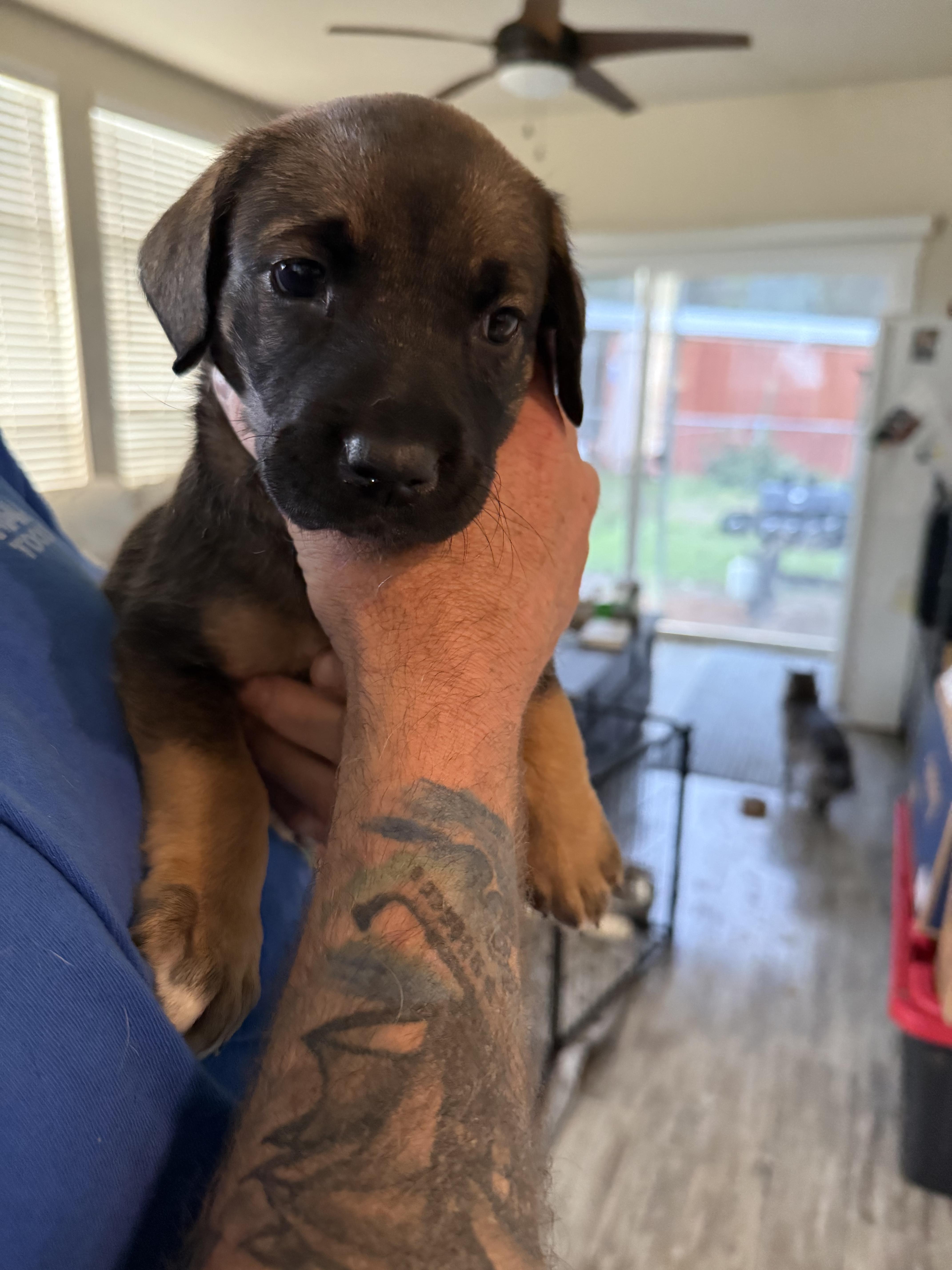 A baby medium-sized female Labrador Retriever dog named Ginger for adoption in Penryn, CA