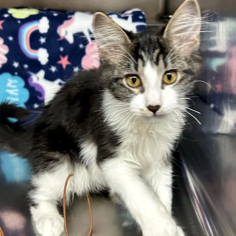 A baby small-sized male Tabby (Brown / Chocolate) Domestic Medium Hair cat named Dean for adoption in Crestwood, MO