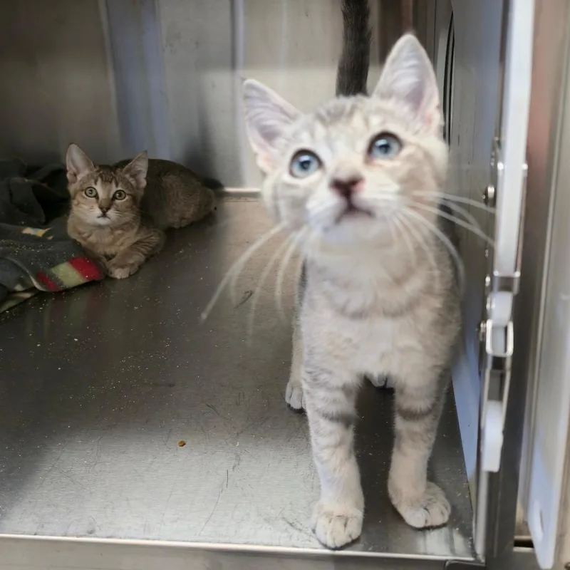 A baby small-sized male Gray / Blue / Silver Domestic Short Hair cat named Vinson for adoption in Spokane, WA