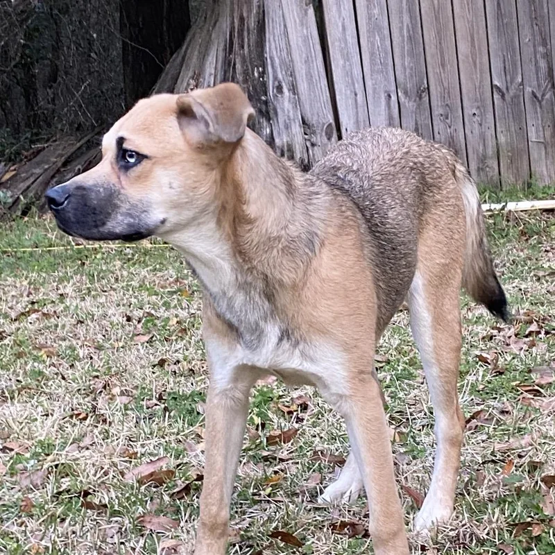 An adult medium-sized female Border Collie dog named Dahlia for adoption in QUINCY, FL