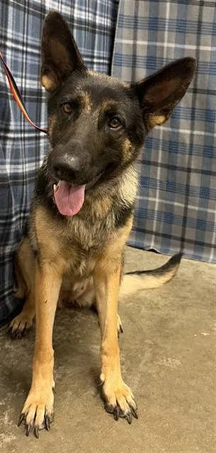 A young medium-sized female German Shepherd Dog dog named Heidi for adoption in Rosenberg, TX