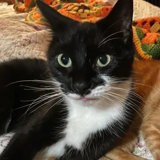 A senior medium-sized female Black Norwegian Forest Cat cat named Moviestar for adoption in Nashville, TN