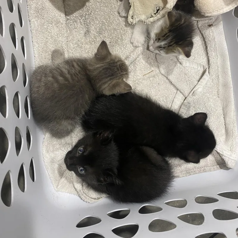 An adult large-sized female Brown / Chocolate Domestic Short Hair cat named Sandra for adoption in Tampa, FL