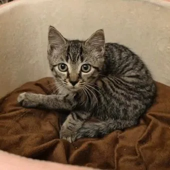 A baby medium-sized female Tabby (Gray / Blue / Silver) Domestic Short Hair cat named Jennifer for adoption in Phoenixville, PA