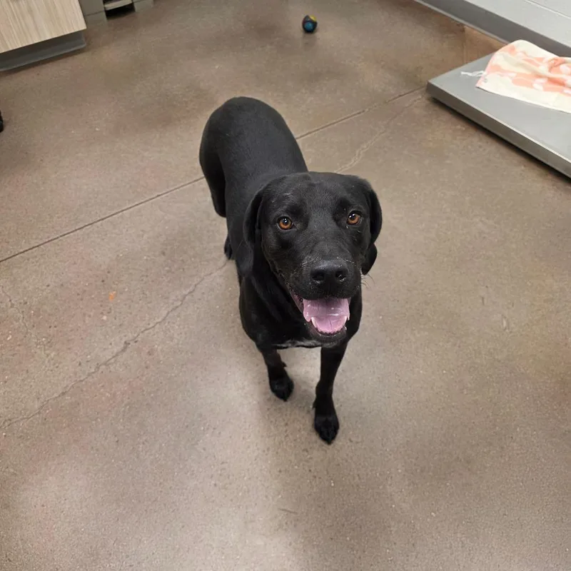 An adult large-sized male Black Labrador Retriever dog named Major for adoption in Chattanooga, TN