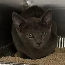 A baby small-sized male Gray / Blue / Silver Domestic Short Hair cat named Autumn for adoption in Hawthorne, CA