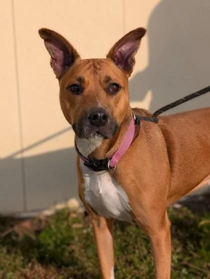 An adult medium-sized female Terrier dog named Sharday for adoption in Gulfport, MS