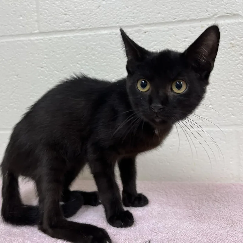 A baby small-sized male Black Domestic Short Hair cat named Swoope Black for adoption in Verona, VA