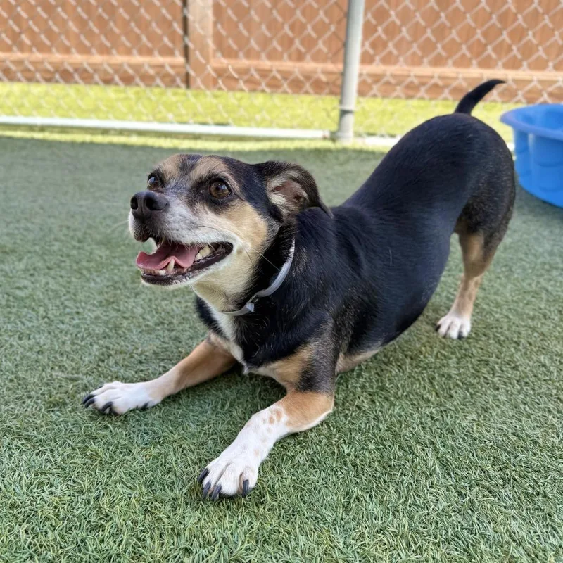 A senior small-sized male Black Beagle dog named Kingston for adoption in Hawthorne, CA
