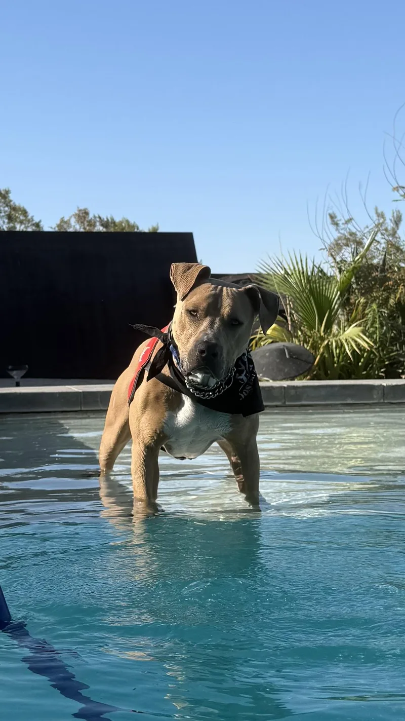 A young medium-sized male Yellow / Tan / Blond / Fawn Yellow Labrador Retriever dog named Spurs for adoption in Joshua Tree, CA