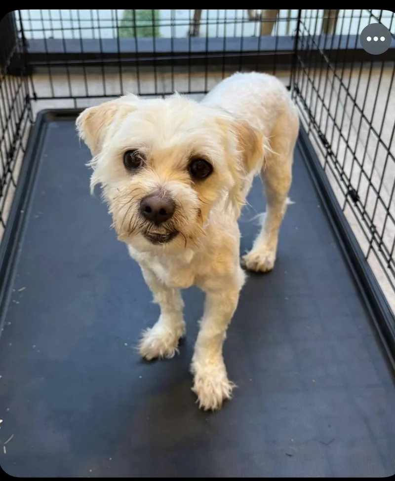 An adult small-sized male White / Cream Terrier dog named Dobby for adoption in Van Nuys, CA