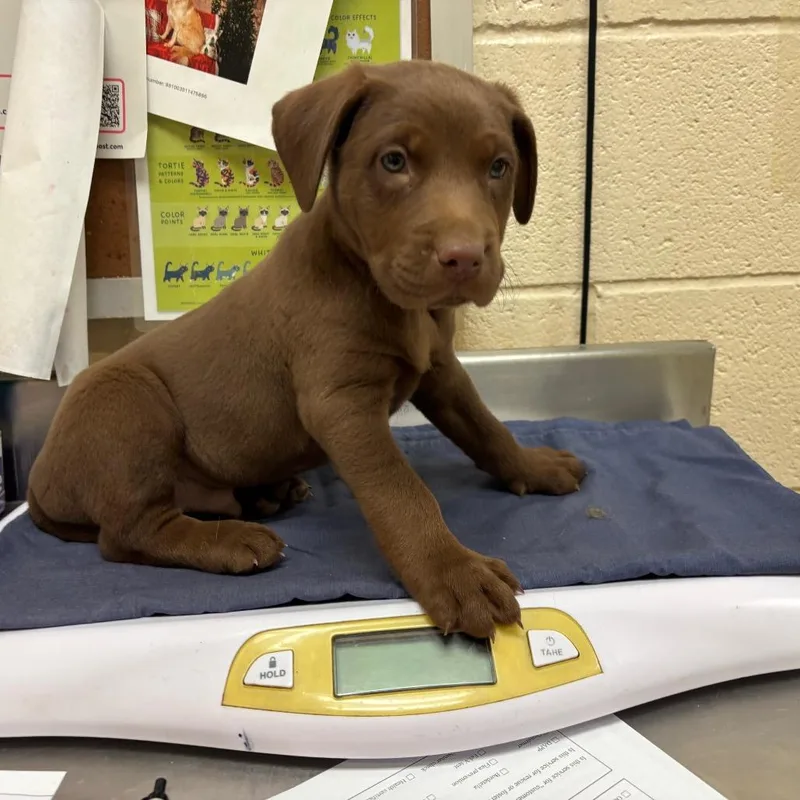 A baby small-sized female Brown / Chocolate Mixed Breed dog named Astro for adoption in Memphis, TN
