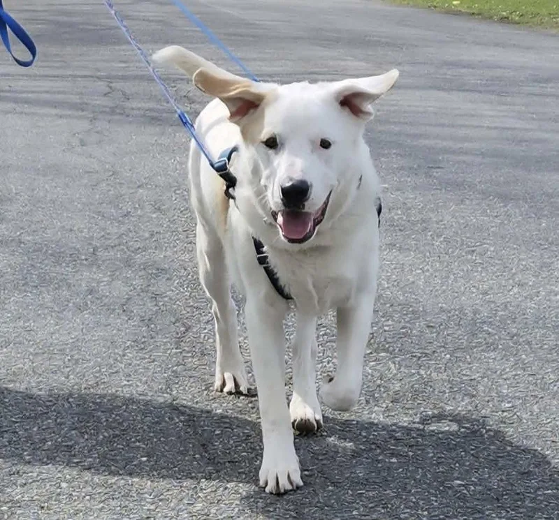 A young extra large-sized male Labrador Retriever dog named Bo for adoption in Springville, NY