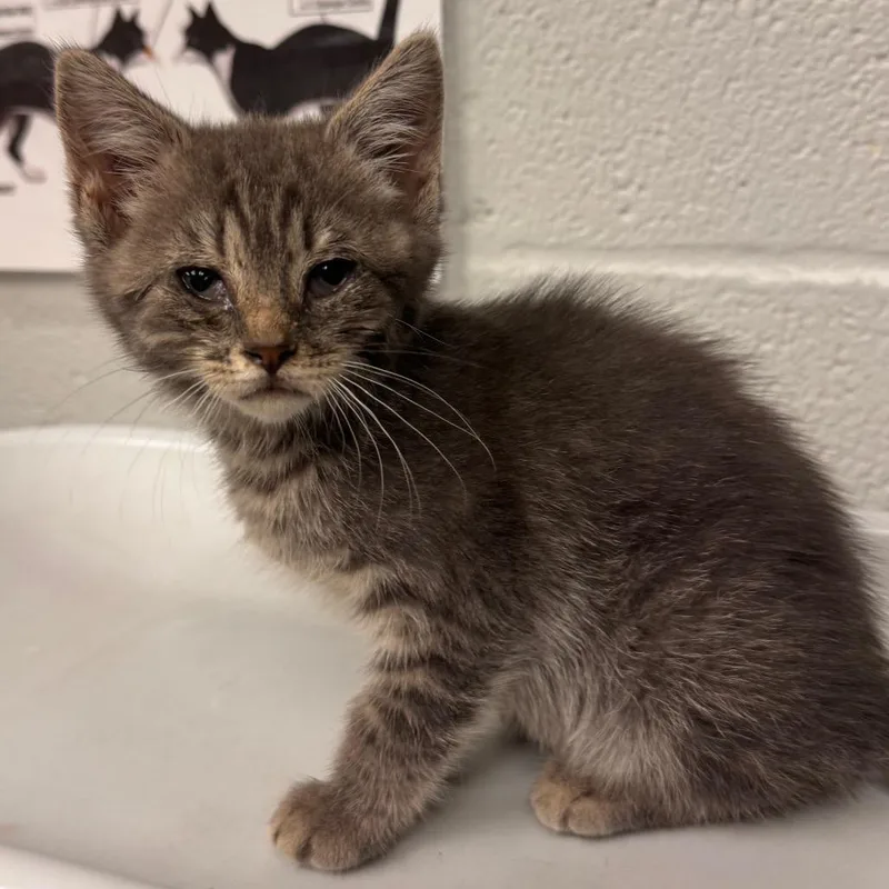 A baby small-sized female Gray / Blue / Silver Domestic Short Hair cat named Pebbles for adoption in Birdsboro, PA