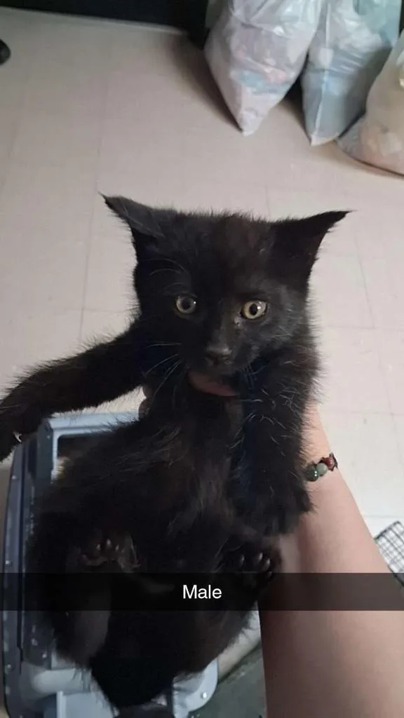 A baby small-sized male Domestic Short Hair cat named Bubble for adoption in Burnsville, NC