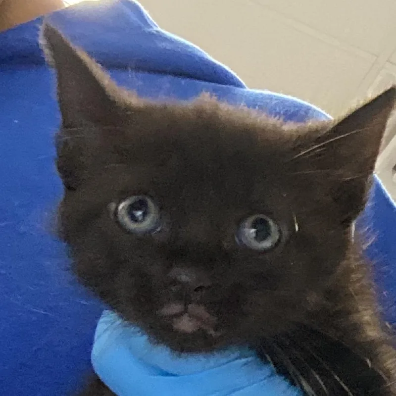 A baby small-sized female Black Domestic Short Hair cat named Birch for adoption in Greenville, SC