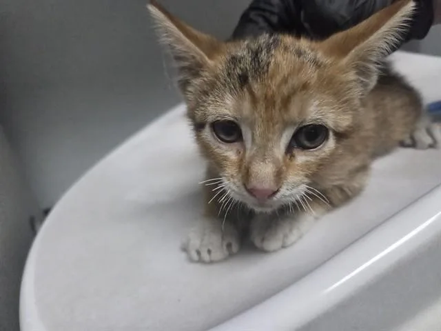 A baby small-sized female Domestic Short Hair cat named Scout for adoption in Antioch, CA