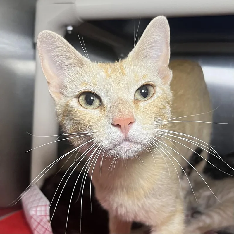 A young medium-sized female Orange / Red Domestic Short Hair cat named Bo Peep for adoption in Palm Springs, CA