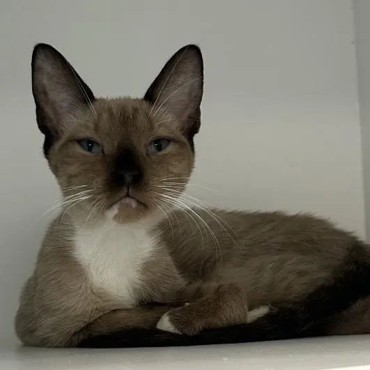 A young small-sized female Brown / Chocolate Siamese cat named Meowntain Dew for adoption in Port Richey, FL