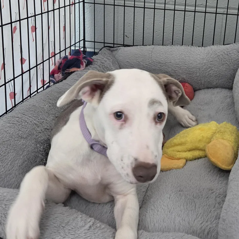 A baby medium-sized female Yellow / Tan / Blond / Fawn Mixed Breed dog named Goosefoot for adoption in Charleston, SC