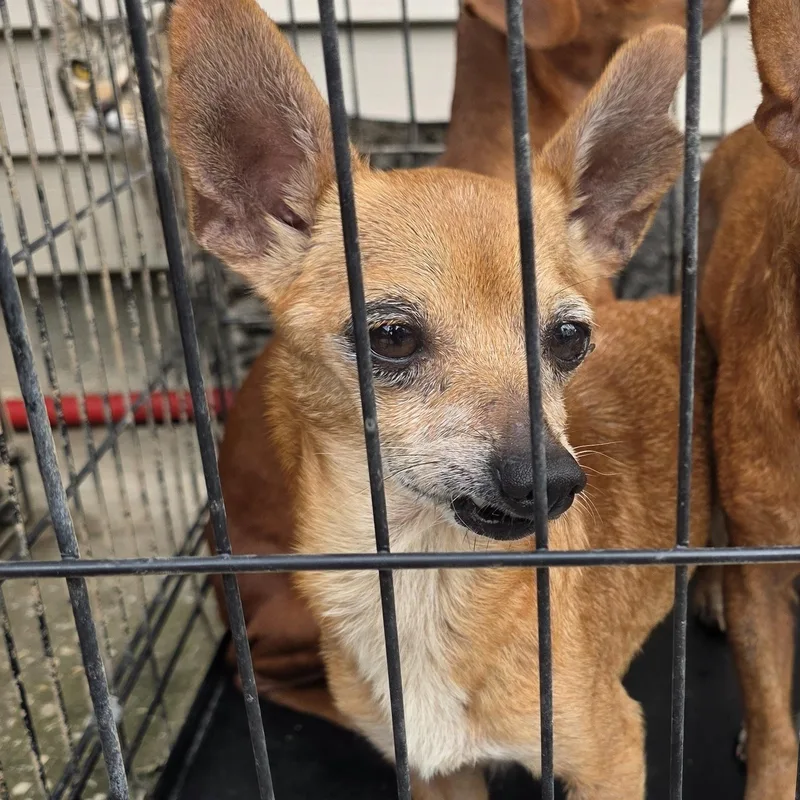 An adult small-sized male Chihuahua dog named Chaos for adoption in Diamond, OH