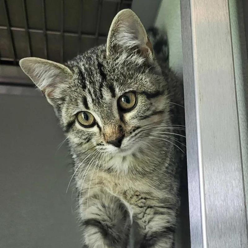 A baby small-sized female Brown / Chocolate Domestic Short Hair cat named Potter for adoption in Chattanooga, TN