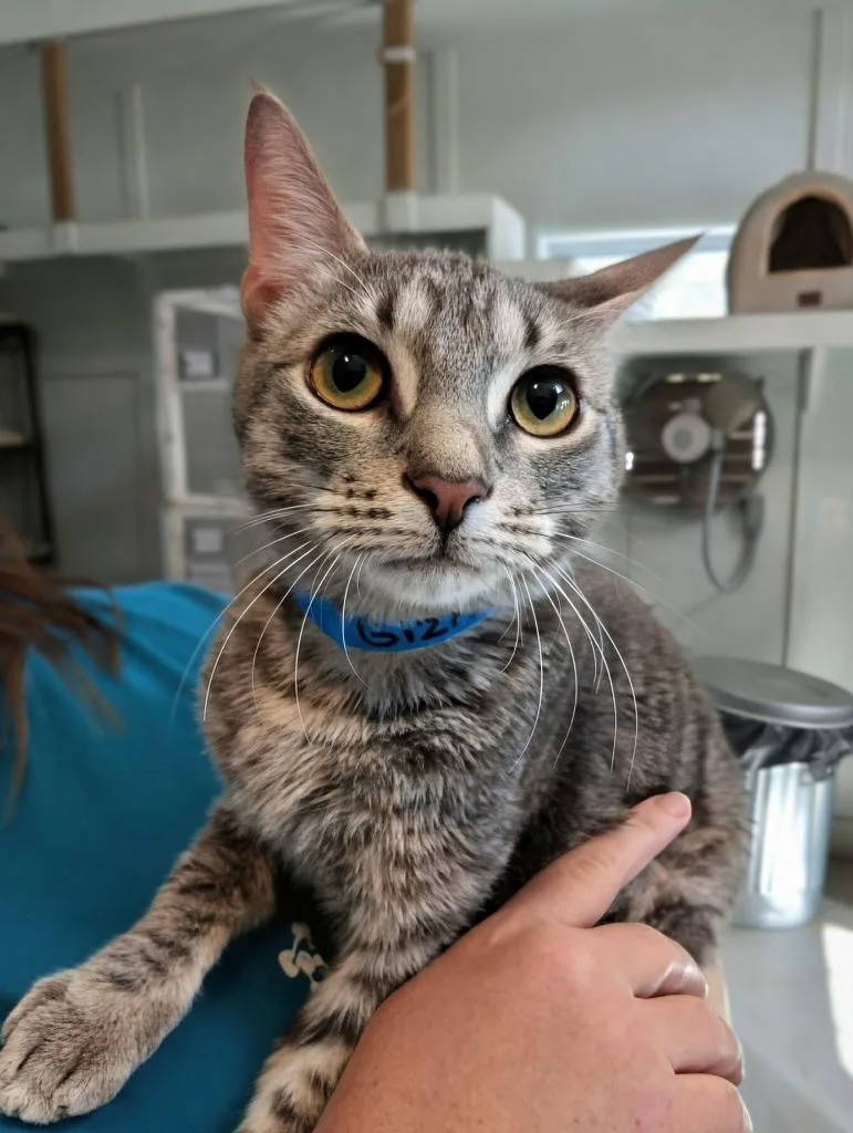 A baby medium-sized male Domestic Short Hair cat named Gizmo for adoption in Kingsland, GA