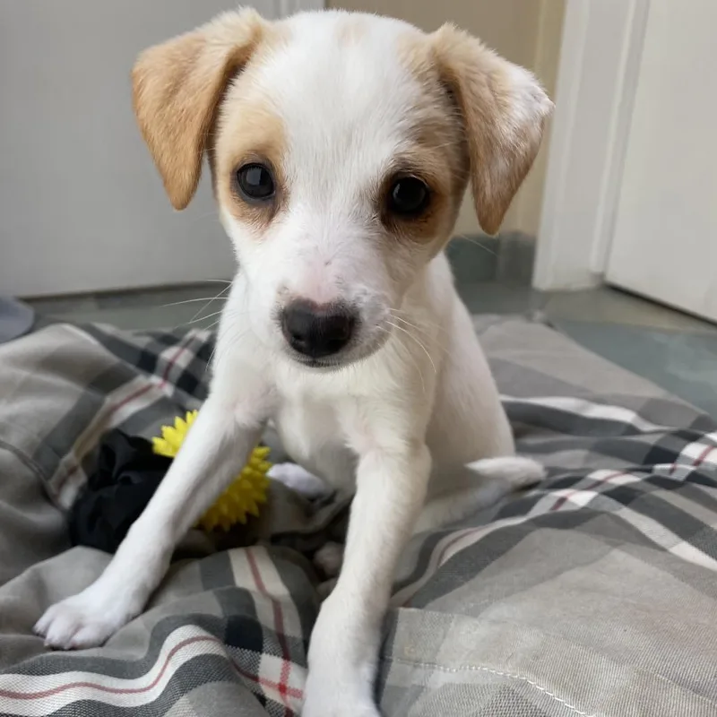 A baby small-sized female White / Cream Chihuahua dog named Avocado Toast for adoption in Point Richmond, CA