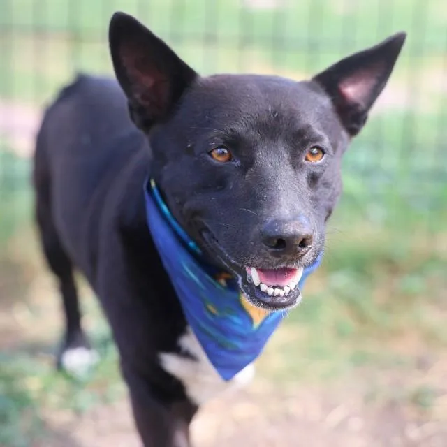 An adult small-sized male Terrier dog named Nato for adoption in San Antonio, TX