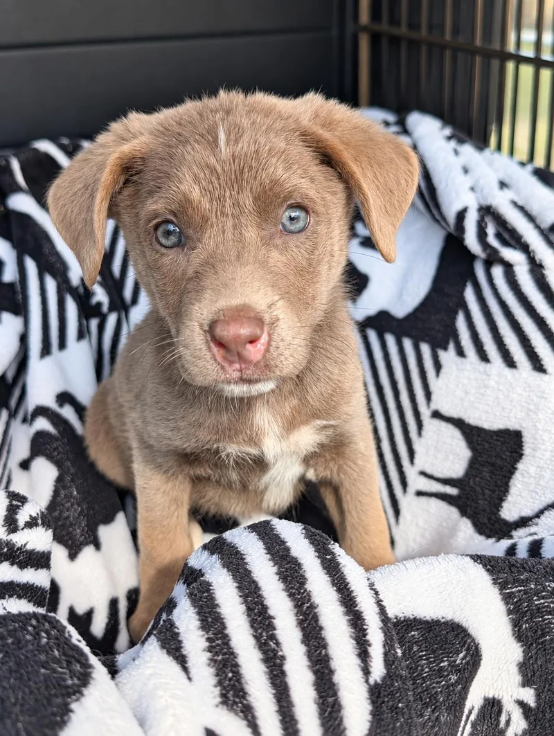 A baby large-sized female Husky dog named Harper for adoption in Nahunta, GA