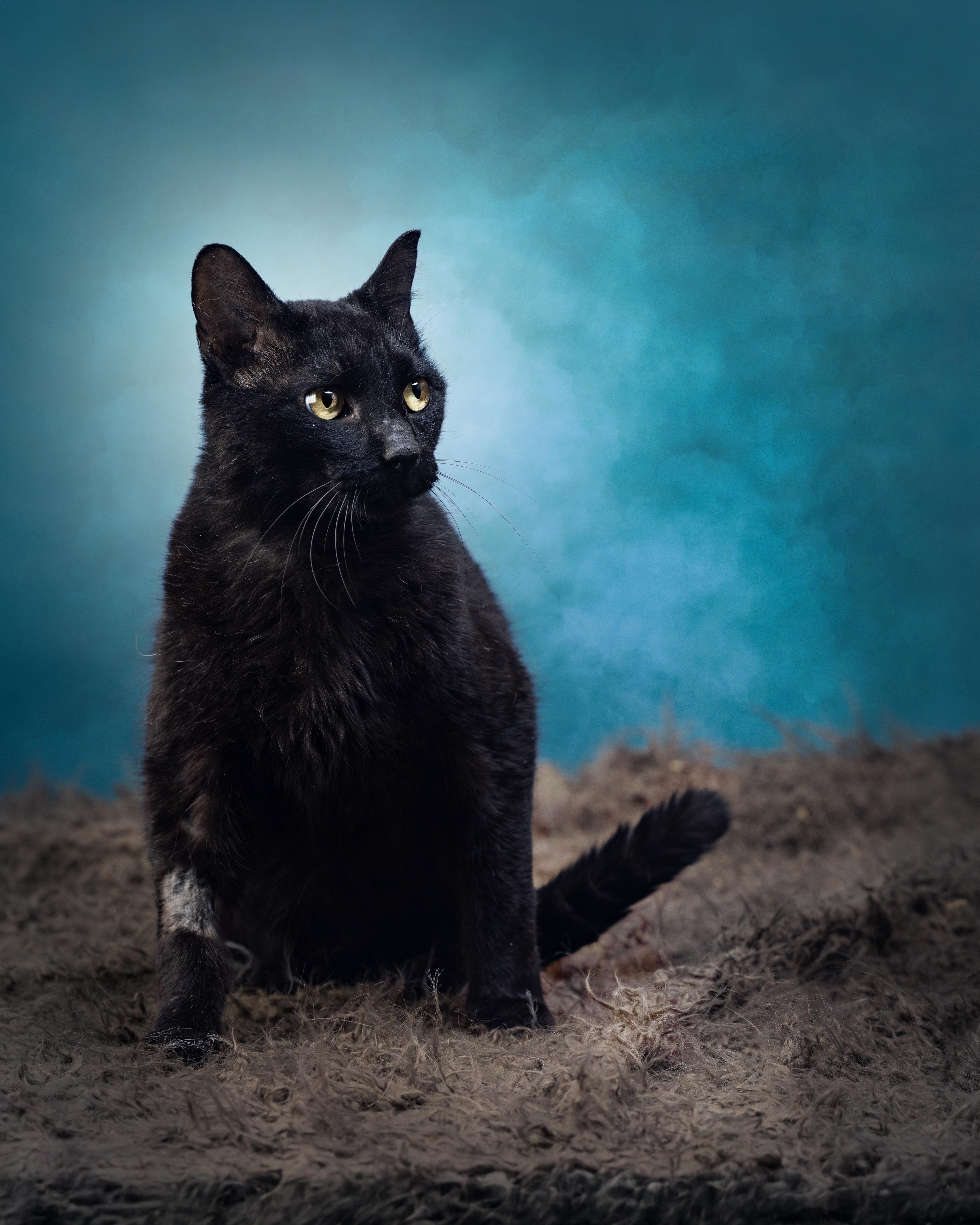 A young medium-sized male Black Domestic Short Hair cat named Squid for adoption in Springfield, IL