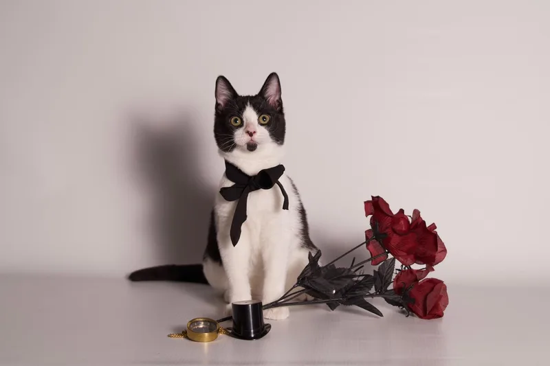 A baby medium-sized male Black & White / Tuxedo Domestic Short Hair cat named Debonaire for adoption in Riverside, CA