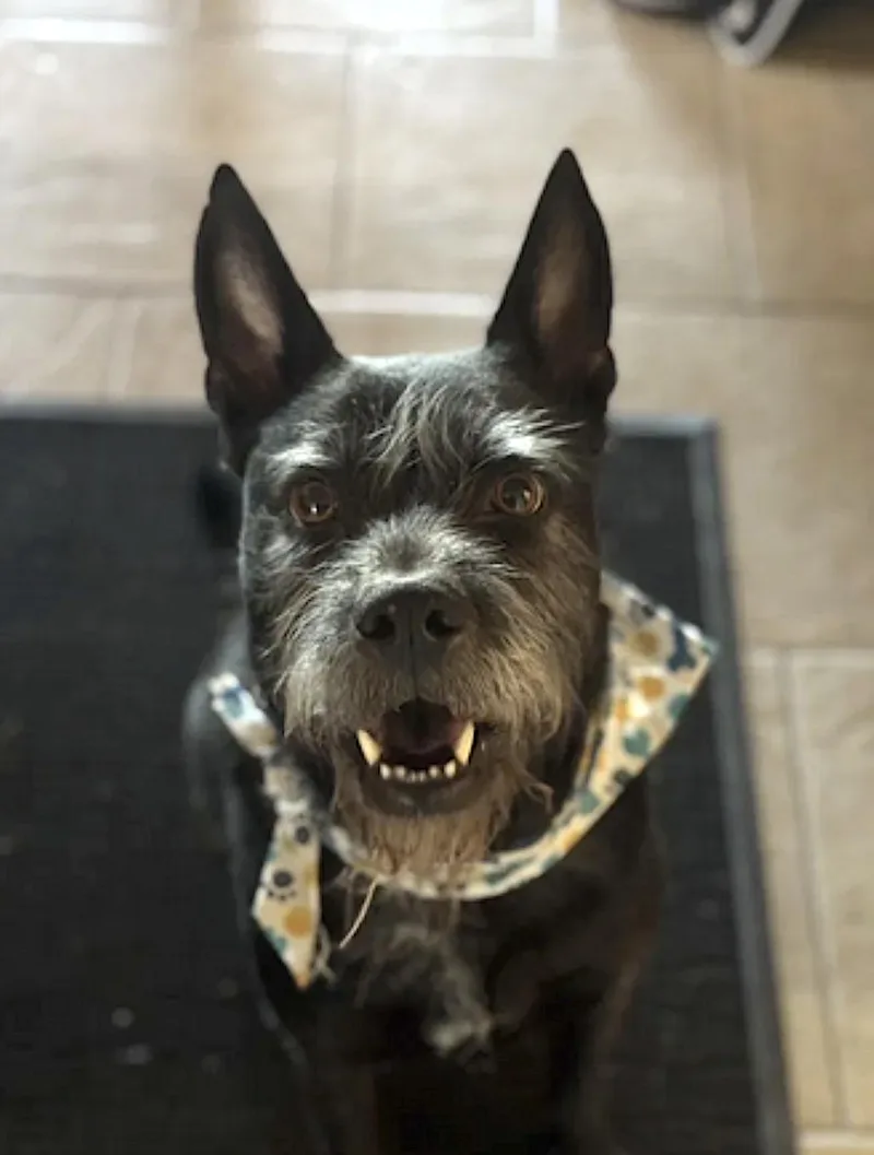An adult medium-sized male Schnauzer dog named Alamo and Margo for adoption in Amherst, MA