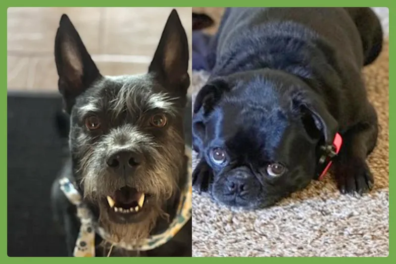 Alamo and Margo thumbnail 4