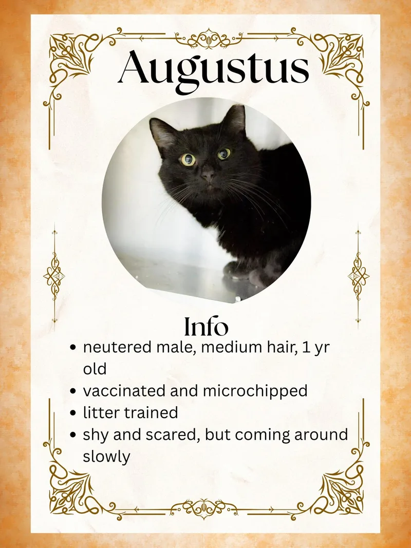 An adult large-sized male Black Domestic Short Hair cat named Augustus for adoption in Greensburg, IN