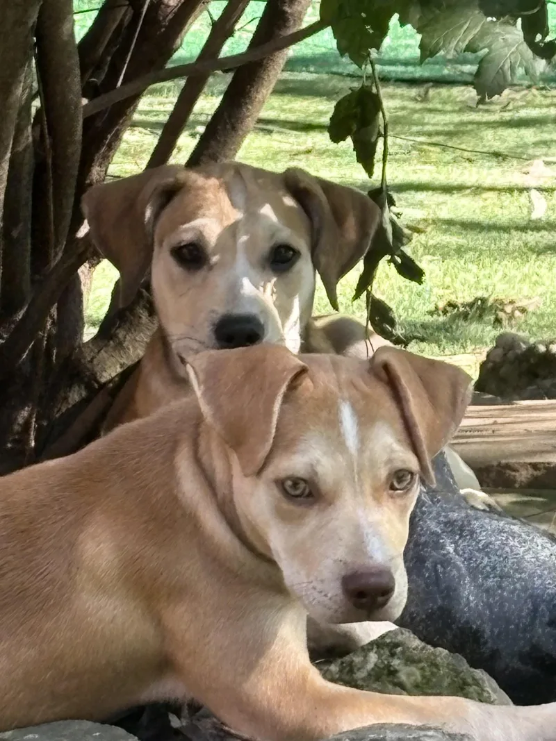 A baby medium-sized female Apricot / Beige Yellow Labrador Retriever dog named Beta for adoption in Cincinnati, OH