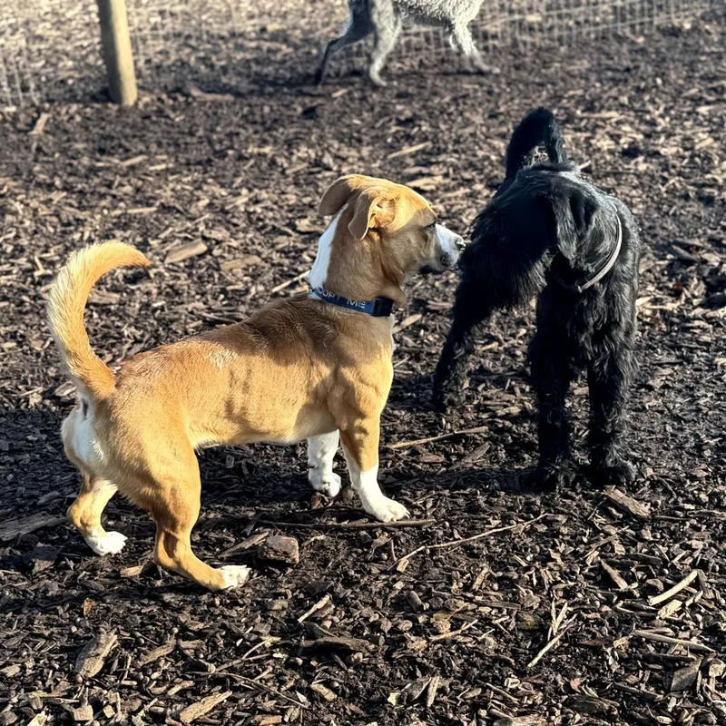 Sadie Belle thumbnail 2