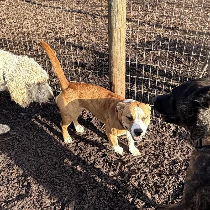 Sadie Belle thumbnail 3