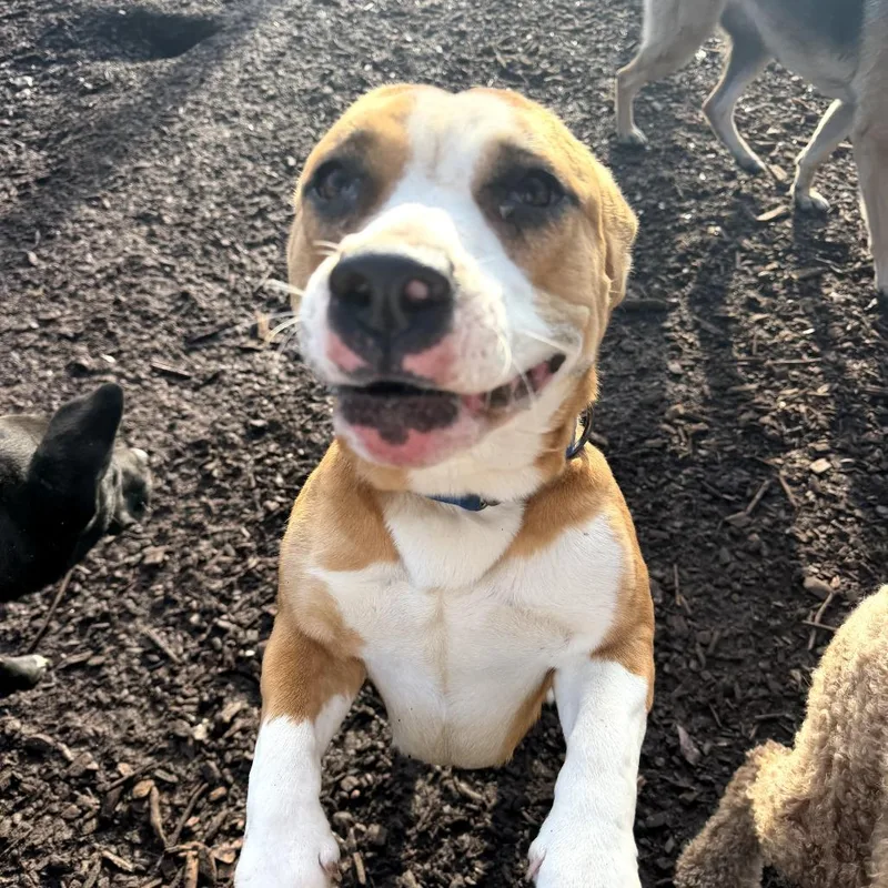 Sadie Belle thumbnail 4