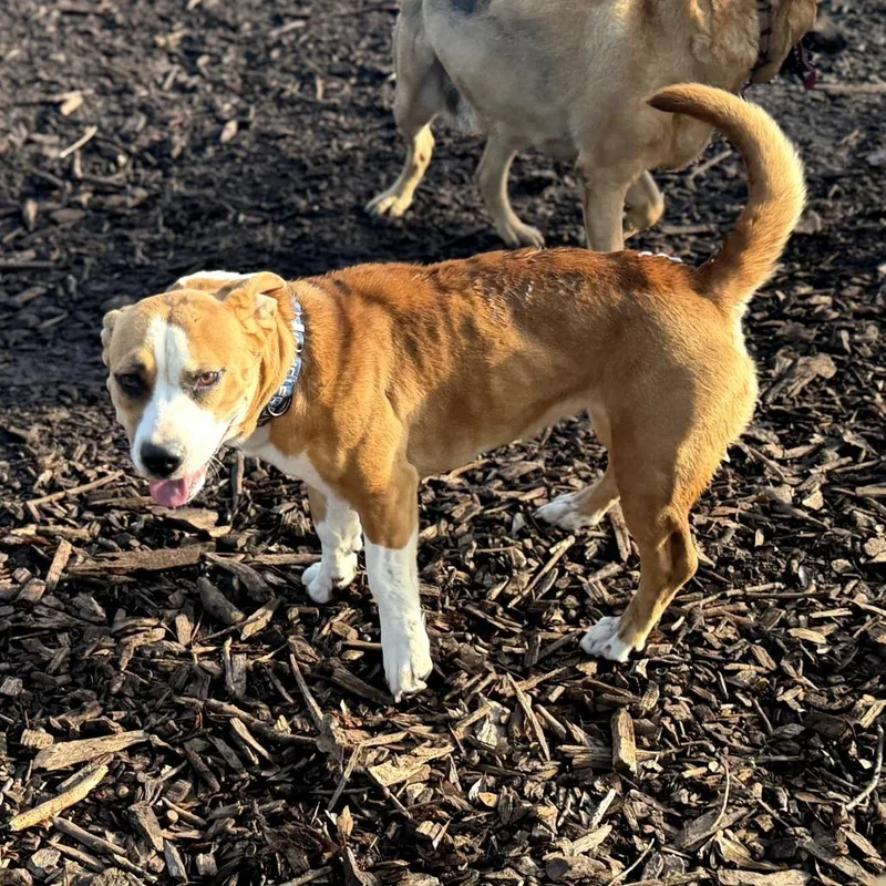 Sadie Belle thumbnail 5