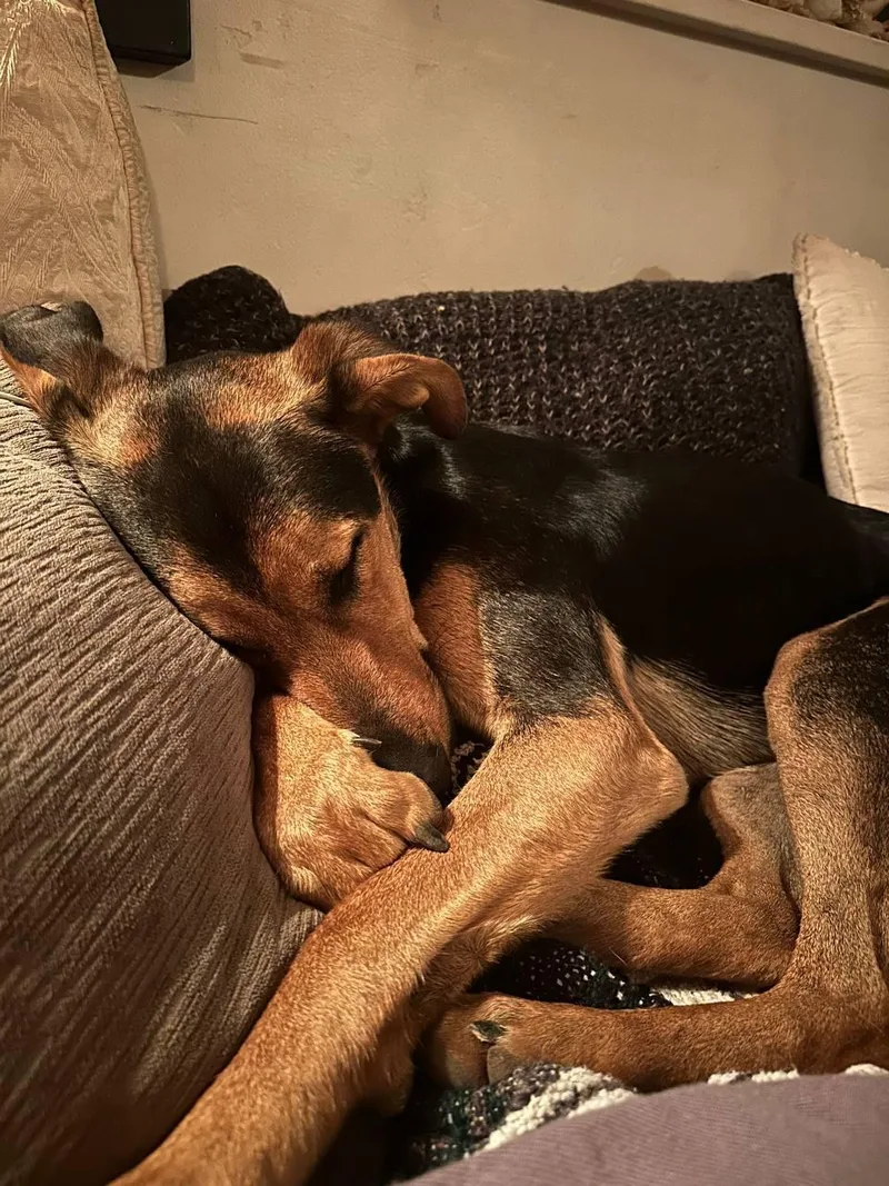 Dobby