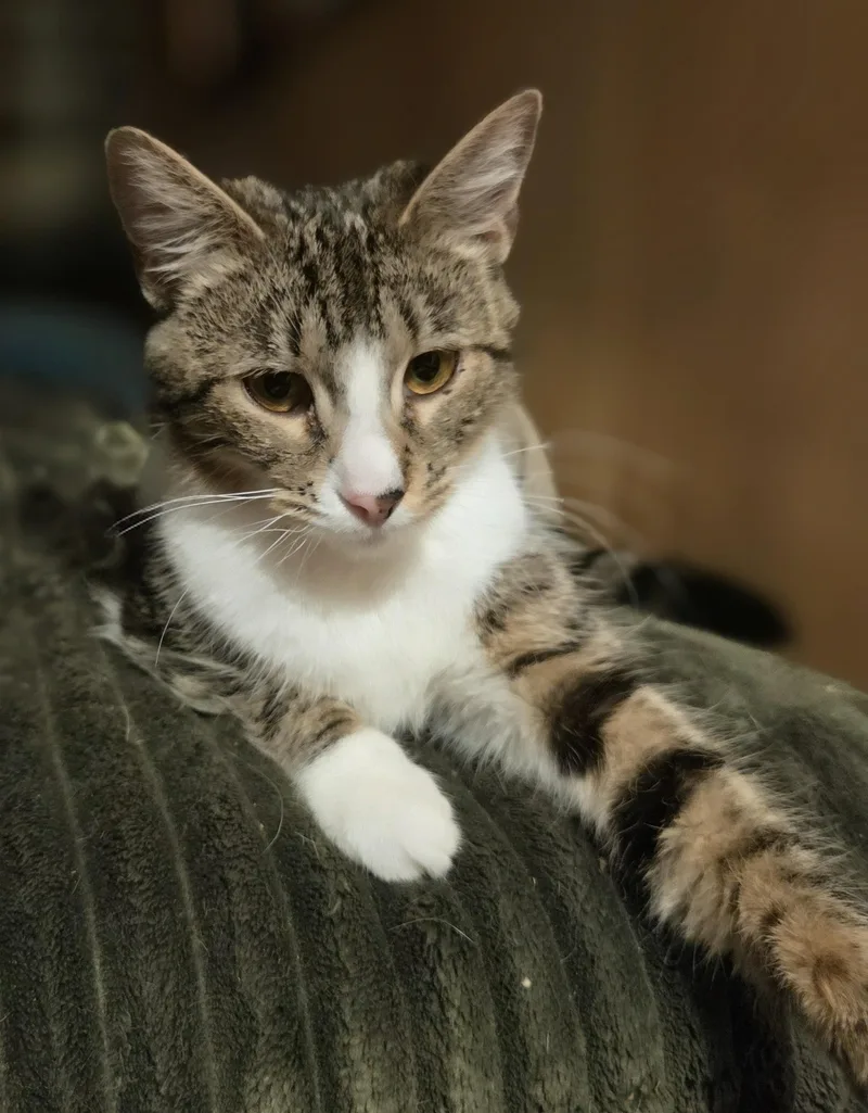 A baby medium-sized female Tabby (Buff / Tan / Fawn) Domestic Short Hair cat named Little Foot for adoption in Kenhorst, PA