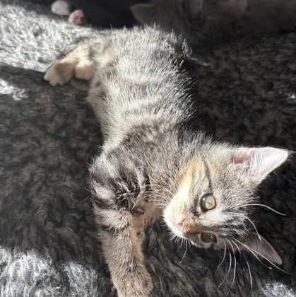 A baby small-sized female Black Domestic Short Hair cat named Stream VanDeusen for adoption in Morrison, CO