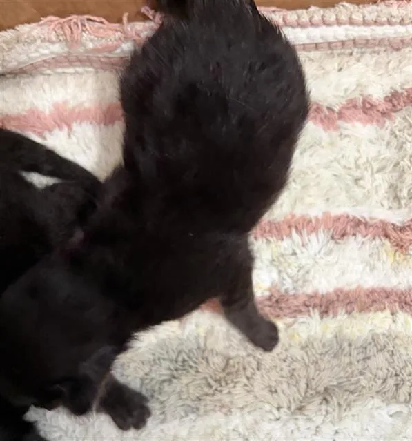 A baby medium-sized male Domestic Short Hair cat named Poppy for adoption in Dallas, TX