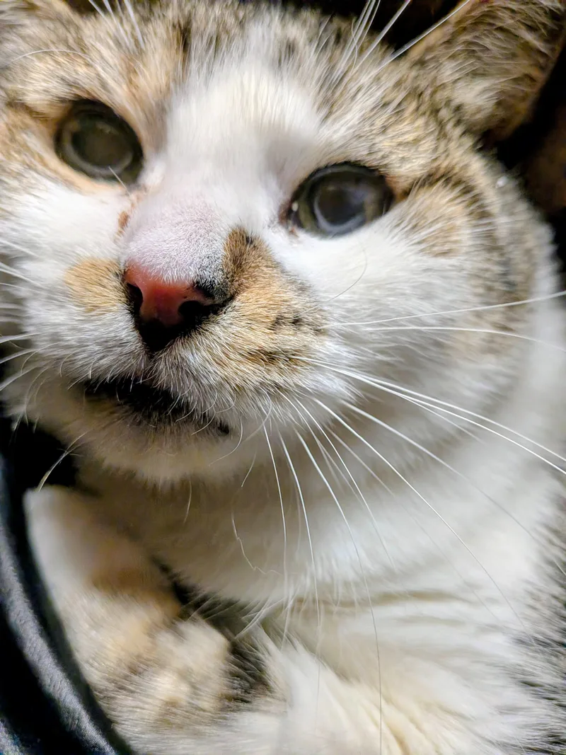 An adult medium-sized female Domestic Short Hair cat named Tulip for adoption in Medfield, MA